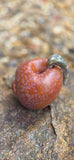 Stoned Fruit