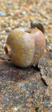 Stoned Fruit