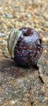 Stoned Fruit